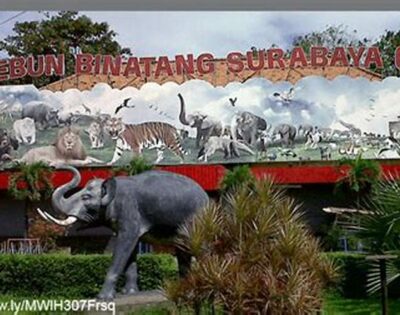 Gambar Kebun Binatang Surabaya